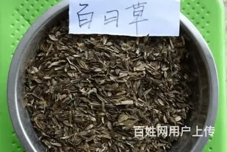 江门哪里有百日草种子经营部 - 图片 1